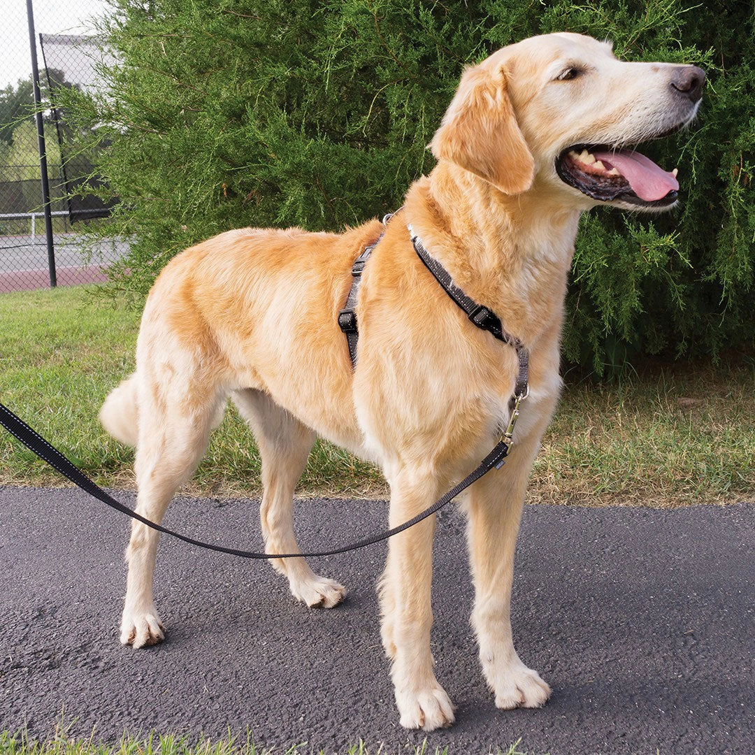3 in 1? Harness and Car Restraint