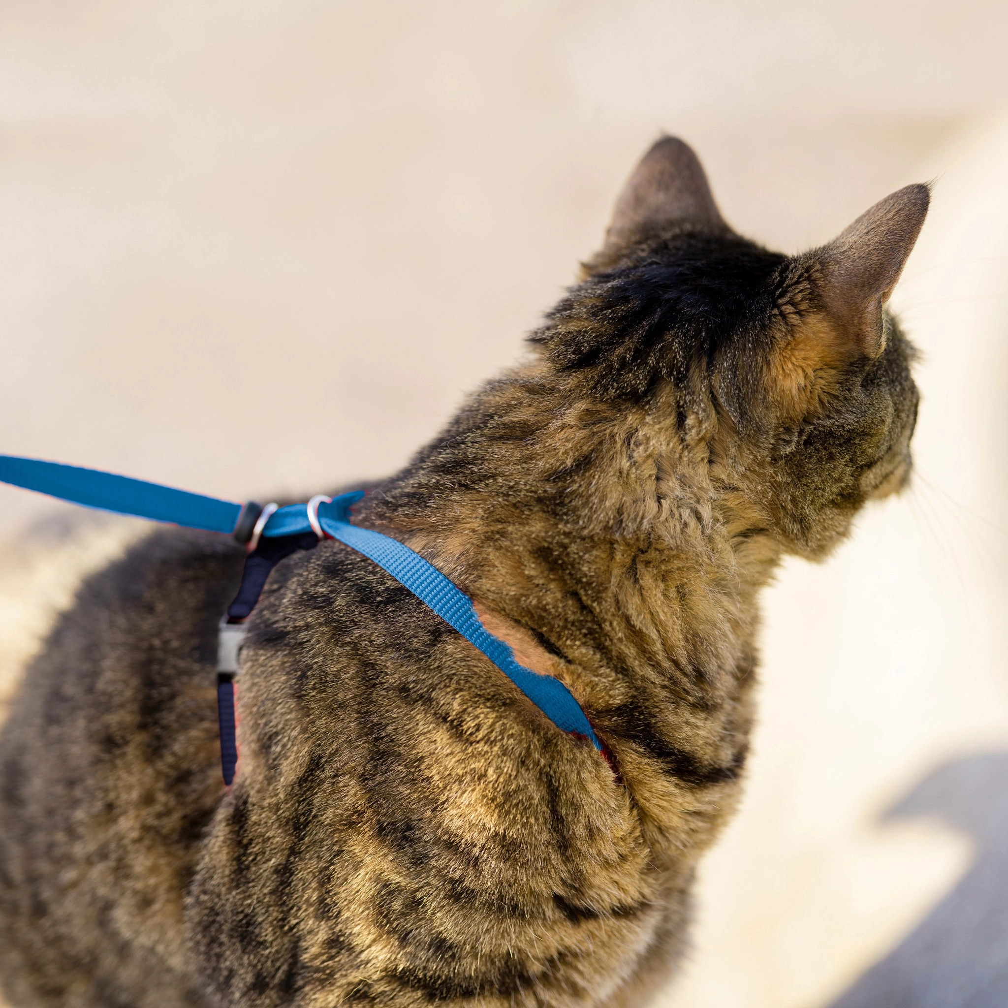 Easy Walk? Cat Harness