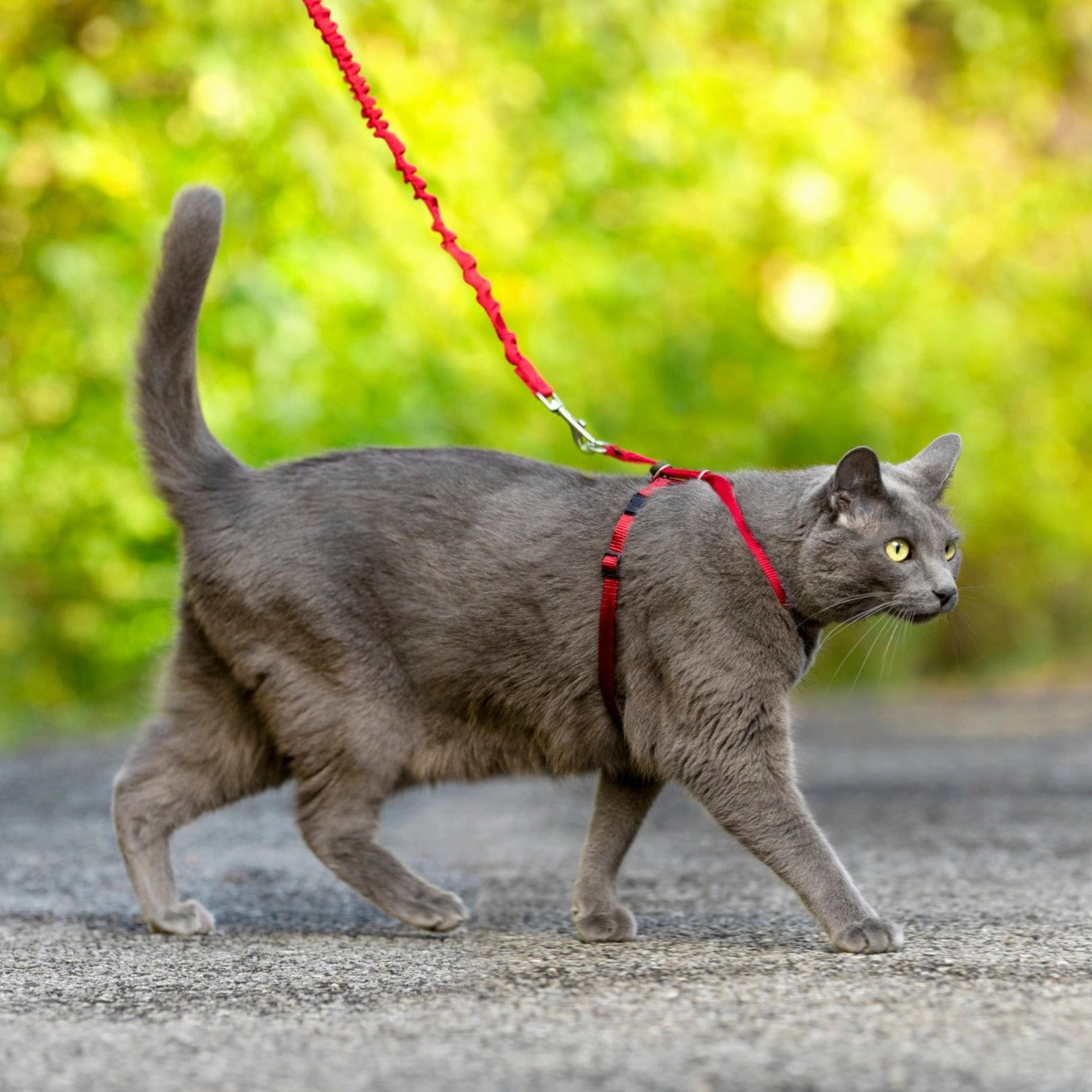 Easy Walk? Cat Harness