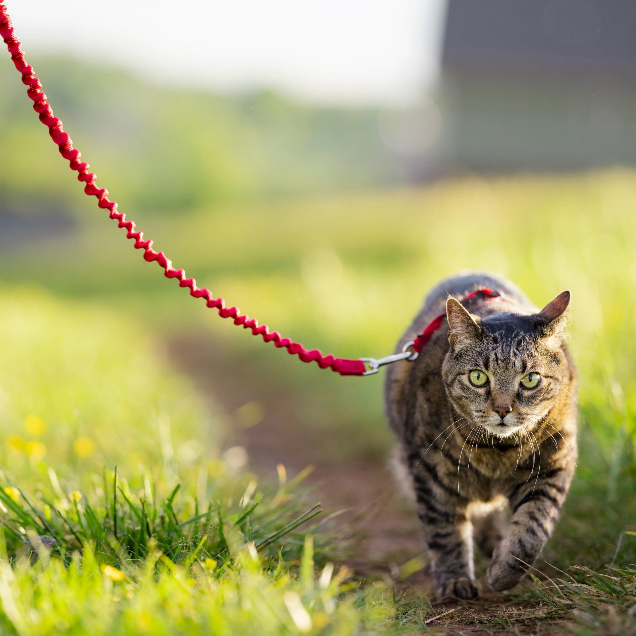 Easy Walk? Cat Harness