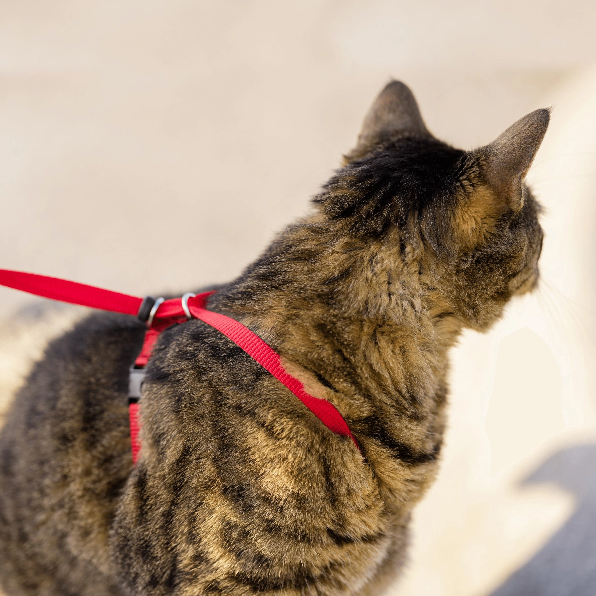 Easy Walk? Cat Harness
